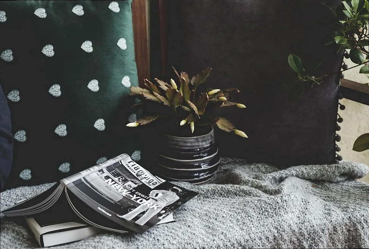 books, cozy, cushion, plant, photography books, design, home, decoration, nature, balcony, still life